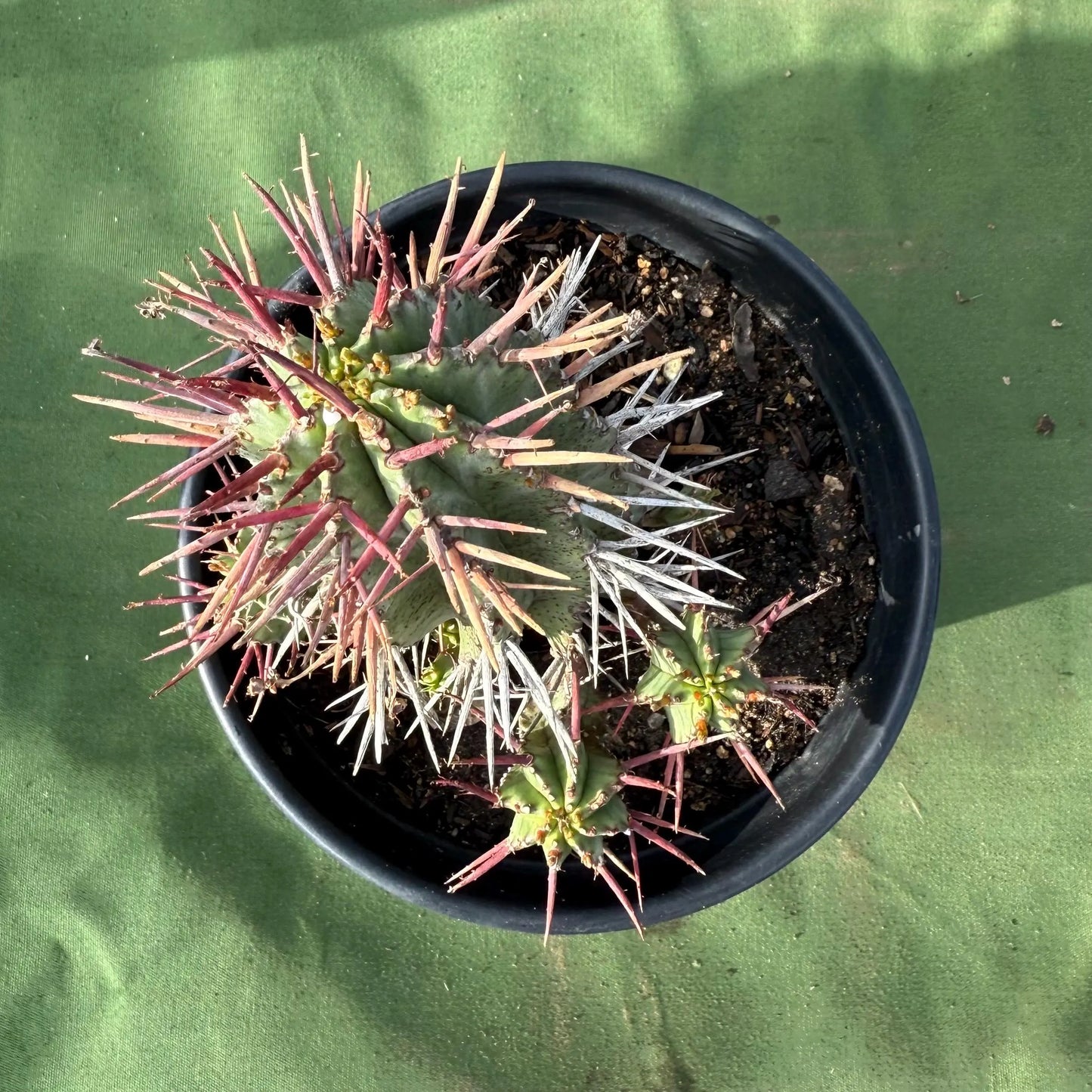 Euphorbia horrida var. noorsveldensis (LL48)