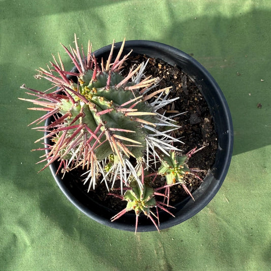 Euphorbia horrida var. noorsveldensis (LL48)