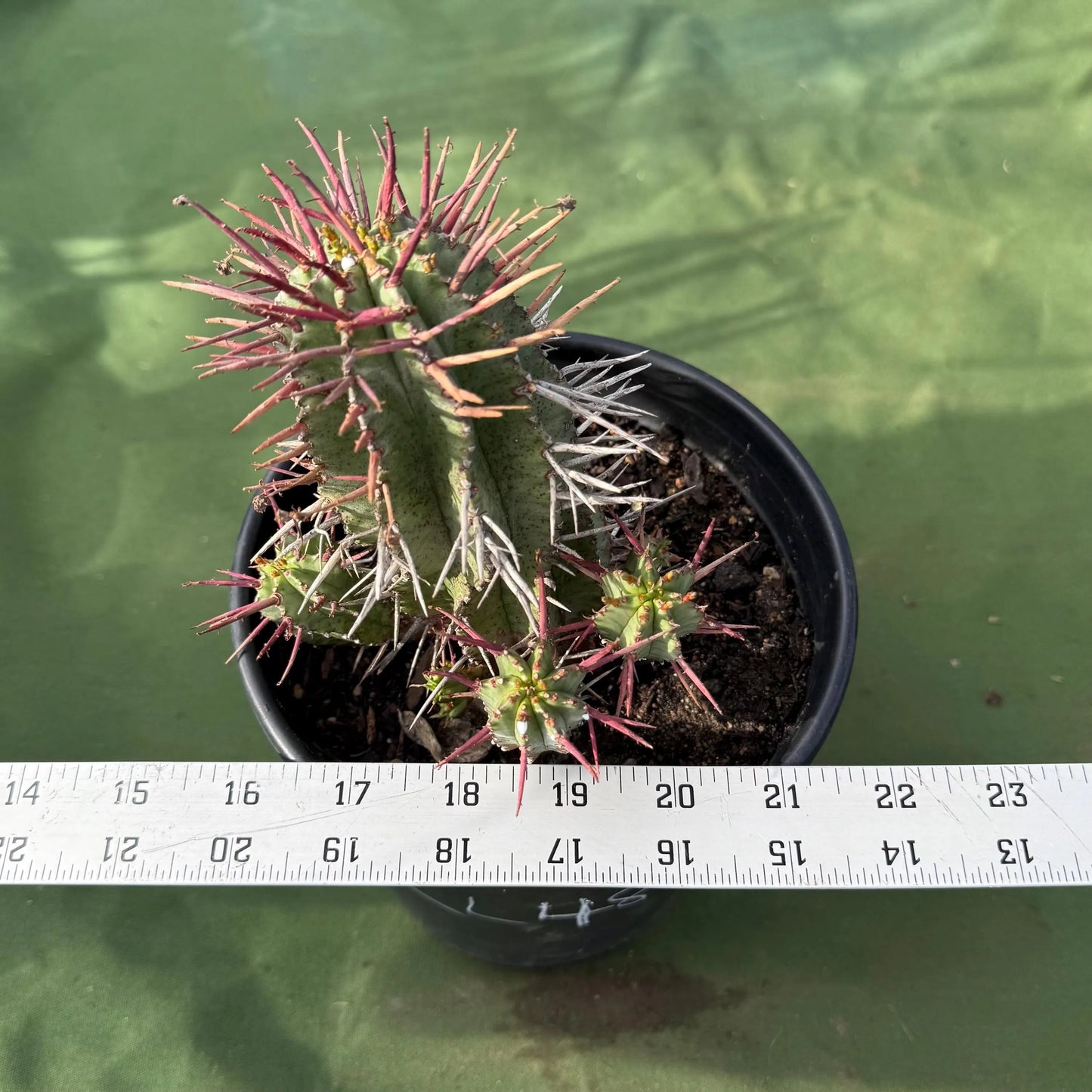 Euphorbia horrida var. noorsveldensis (LL48)