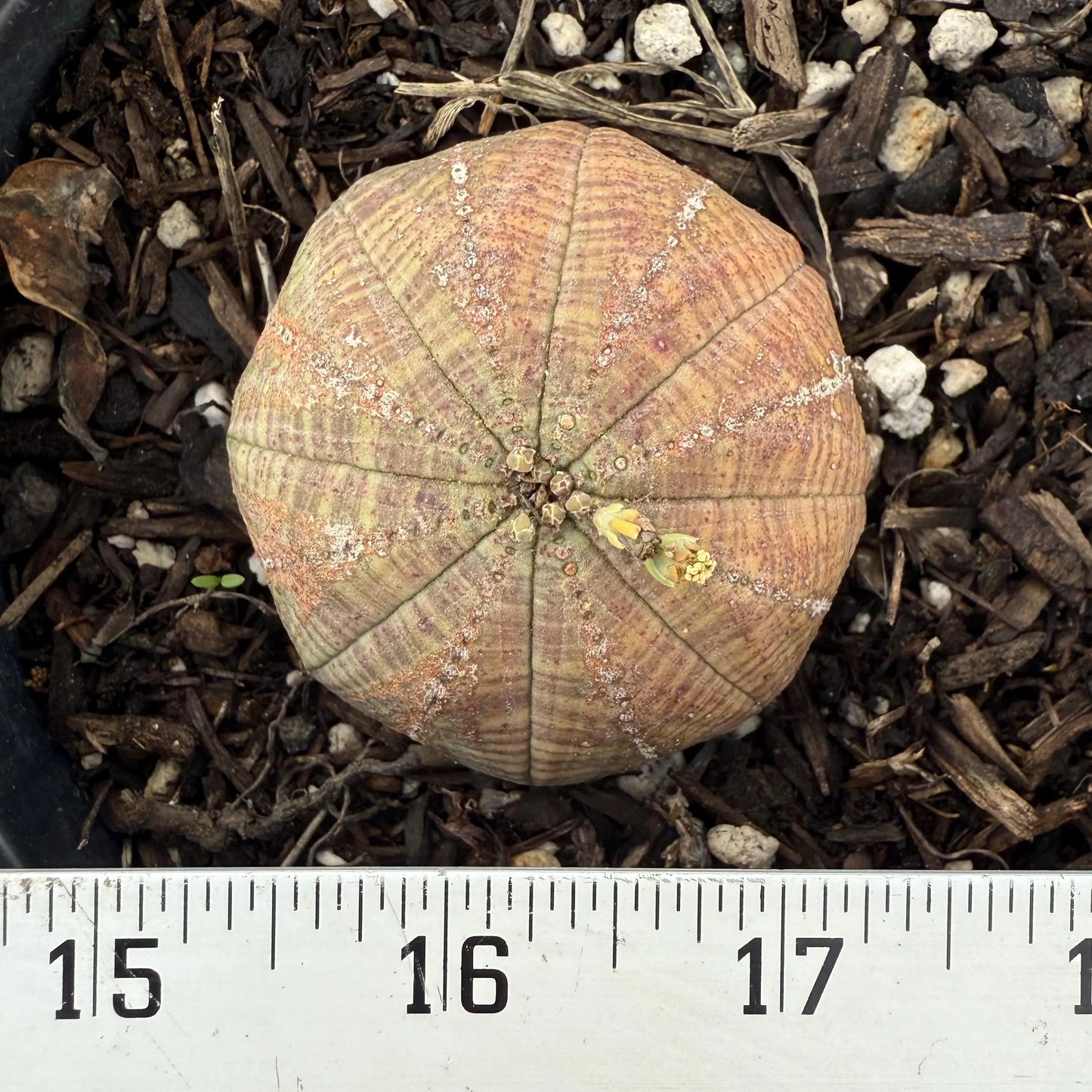 Baseball Euphorbia (LL67) | Euphorbia obesa