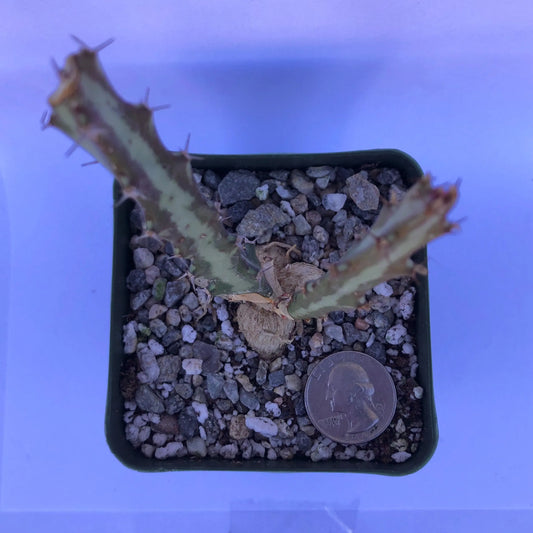 4-inch Euphorbia knuthii