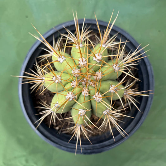Echinopsis terscheckii (LL15)
