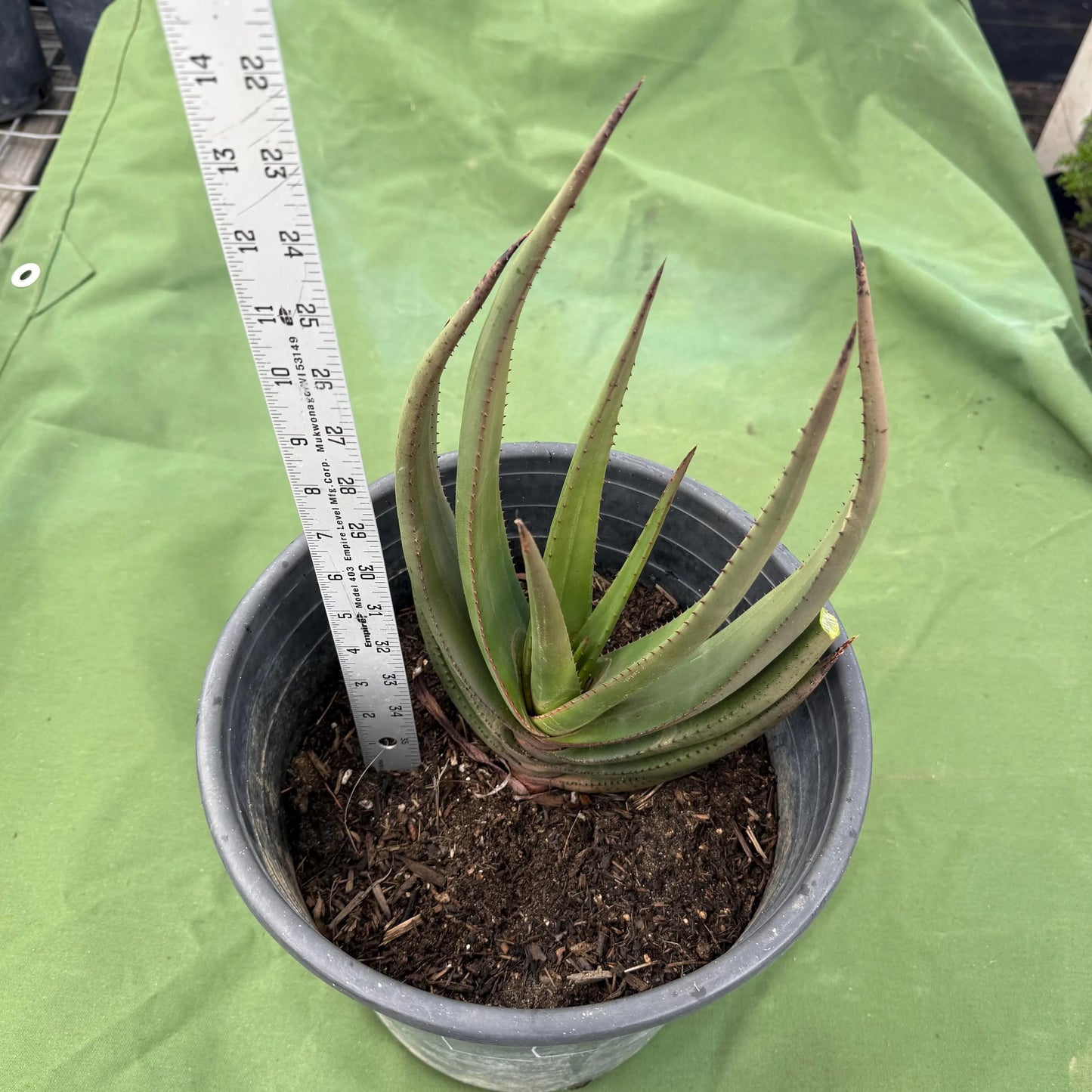 Wickens' Aloe (LL21) | Aloe wickensii