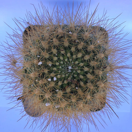 4-inch Neochilenia chilensis flaviflora | Eriosyce chilensis