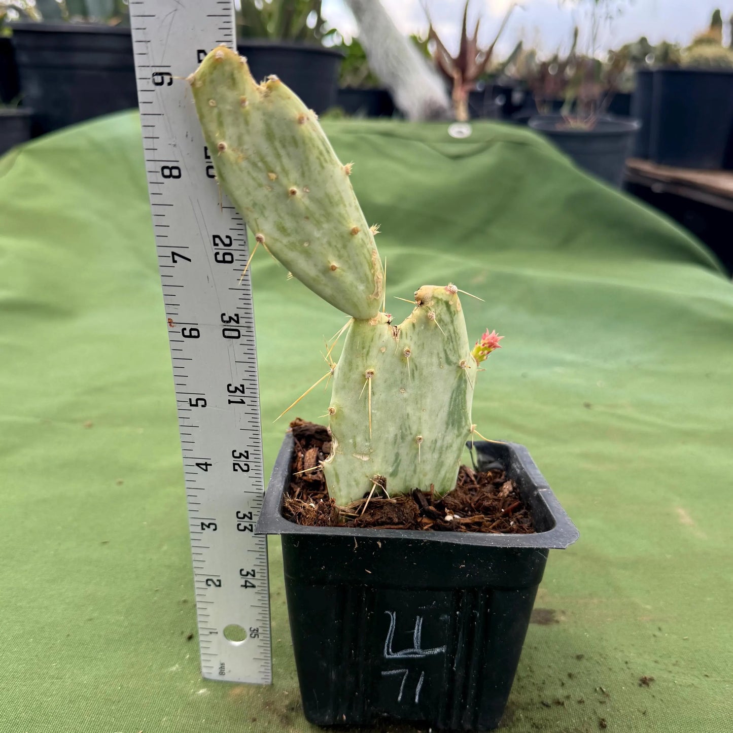 Variegated Prickly Pear (LL71) | Opuntia White Variegated Form
