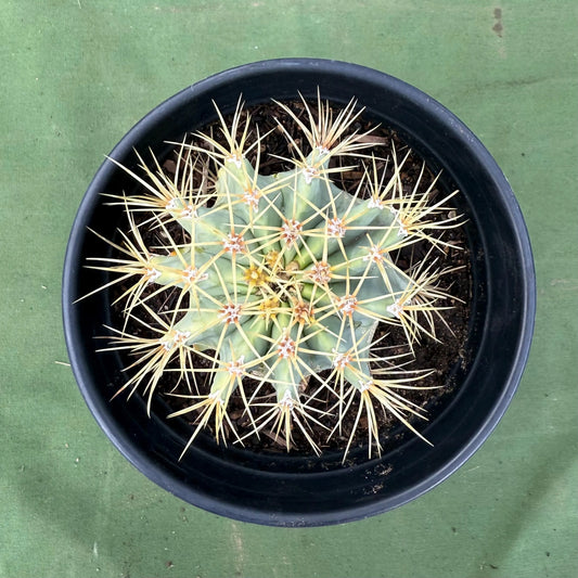 Glaucous Barrel Cactus (LL59) | Ferocactus glaucescens