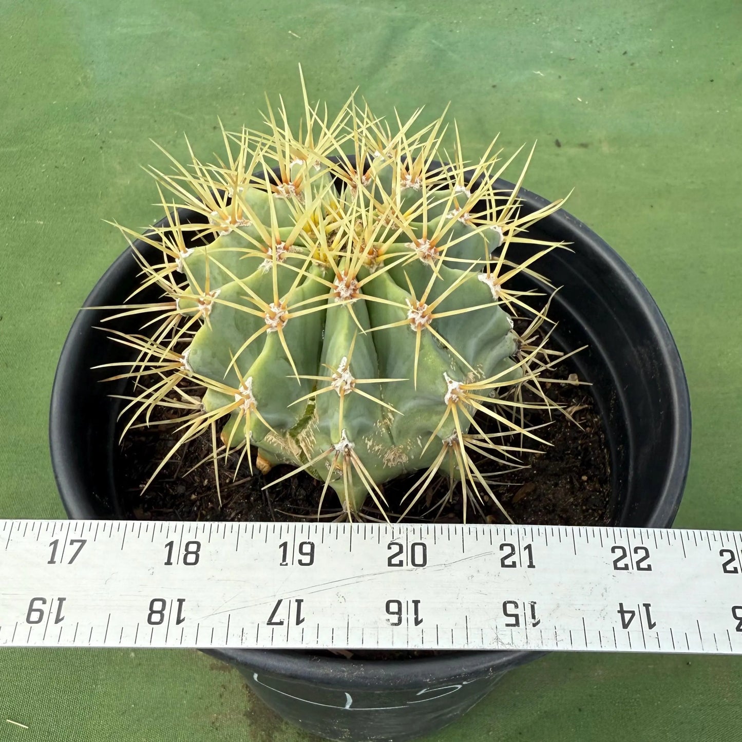 Glaucous Barrel Cactus (LL59) | Ferocactus glaucescens