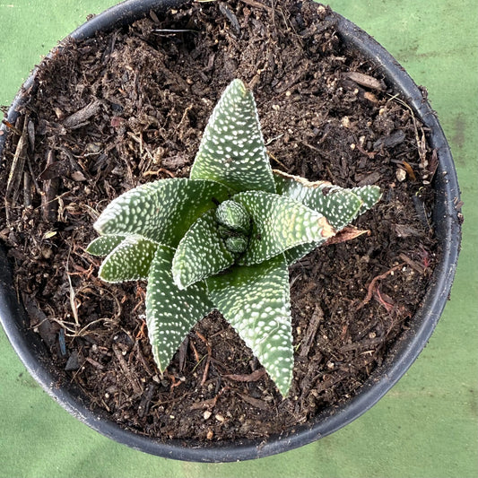 Zebra Plant (LL53) | Haworthiopsis fasciata