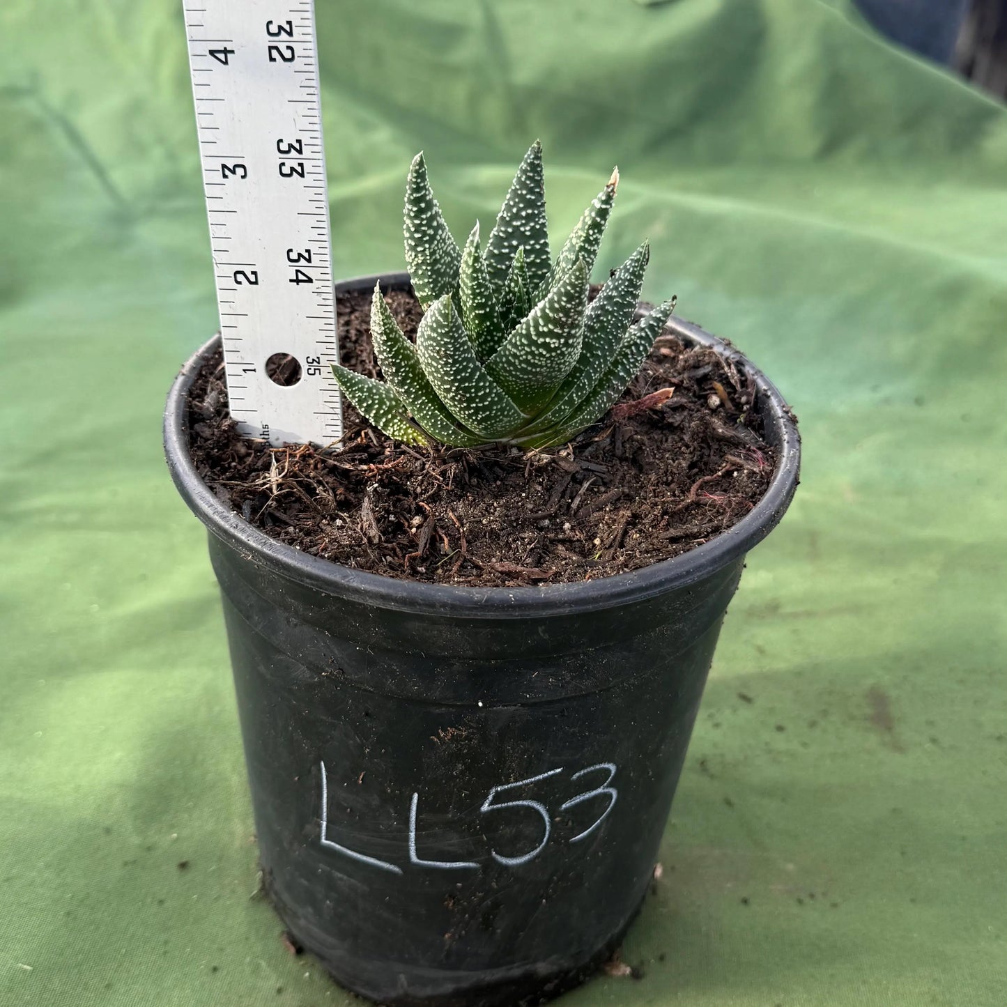 Zebra Plant (LL53) | Haworthiopsis fasciata