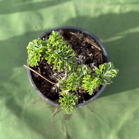 Pelargonium carnosum (LL45)