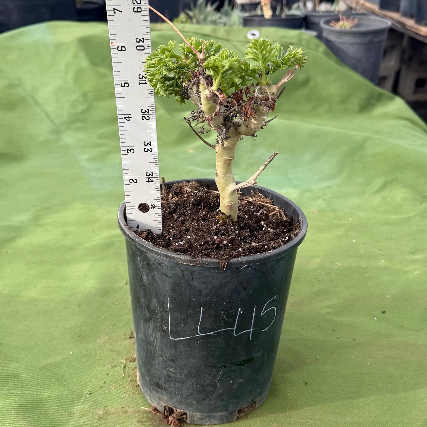 Pelargonium carnosum (LL45)