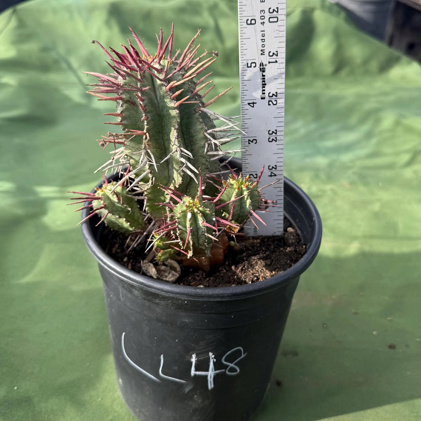 Euphorbia horrida var. noorsveldensis (LL48)