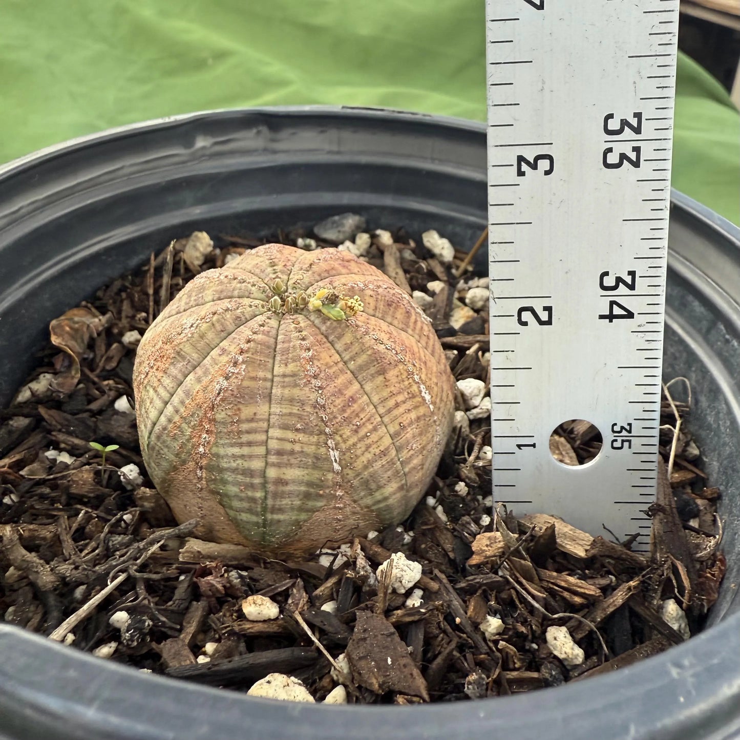 Baseball Euphorbia (LL67) | Euphorbia obesa