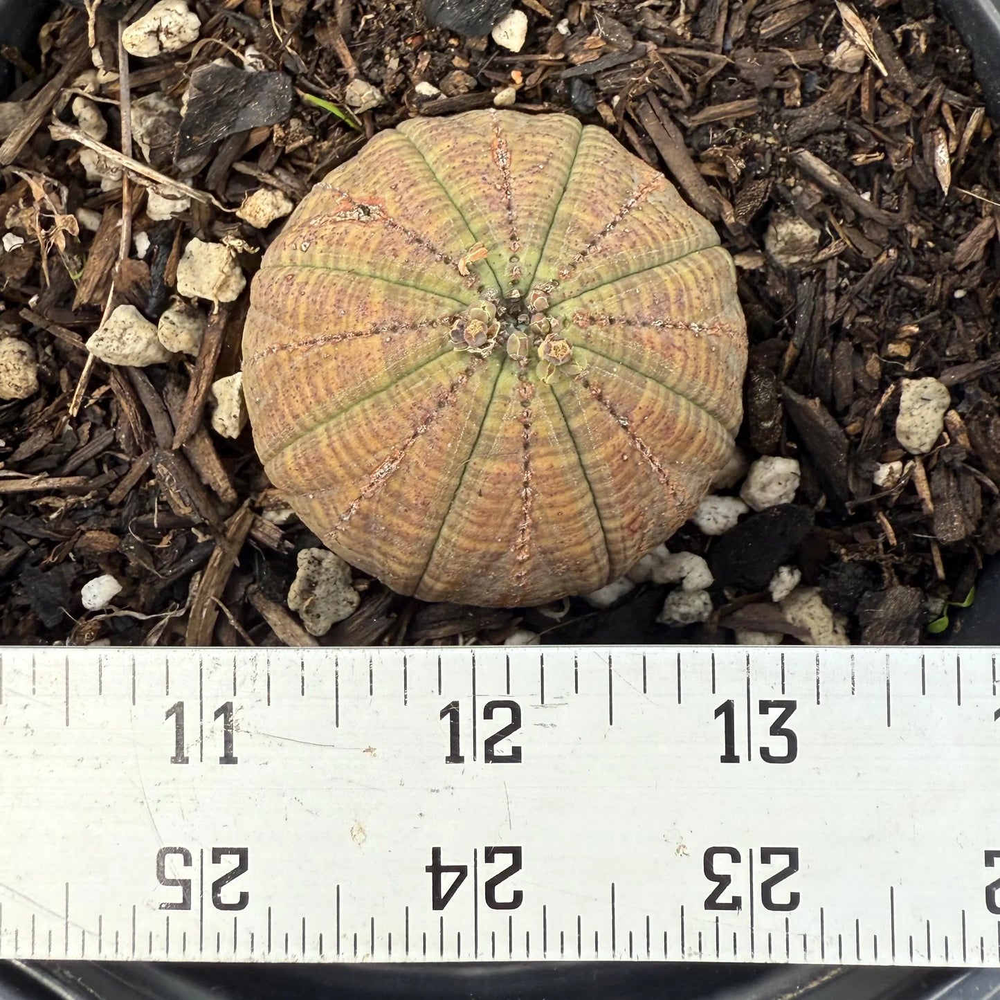 Baseball Euphorbia (LL68) | Euphorbia obesa