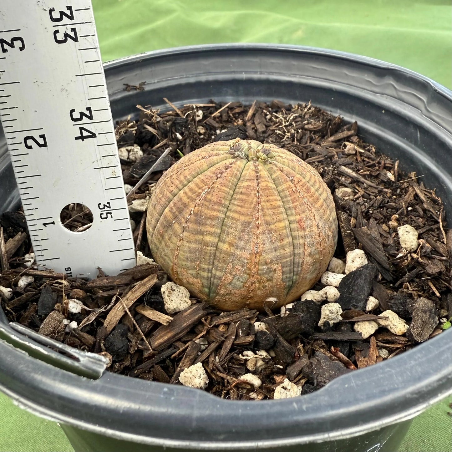 Baseball Euphorbia (LL68) | Euphorbia obesa