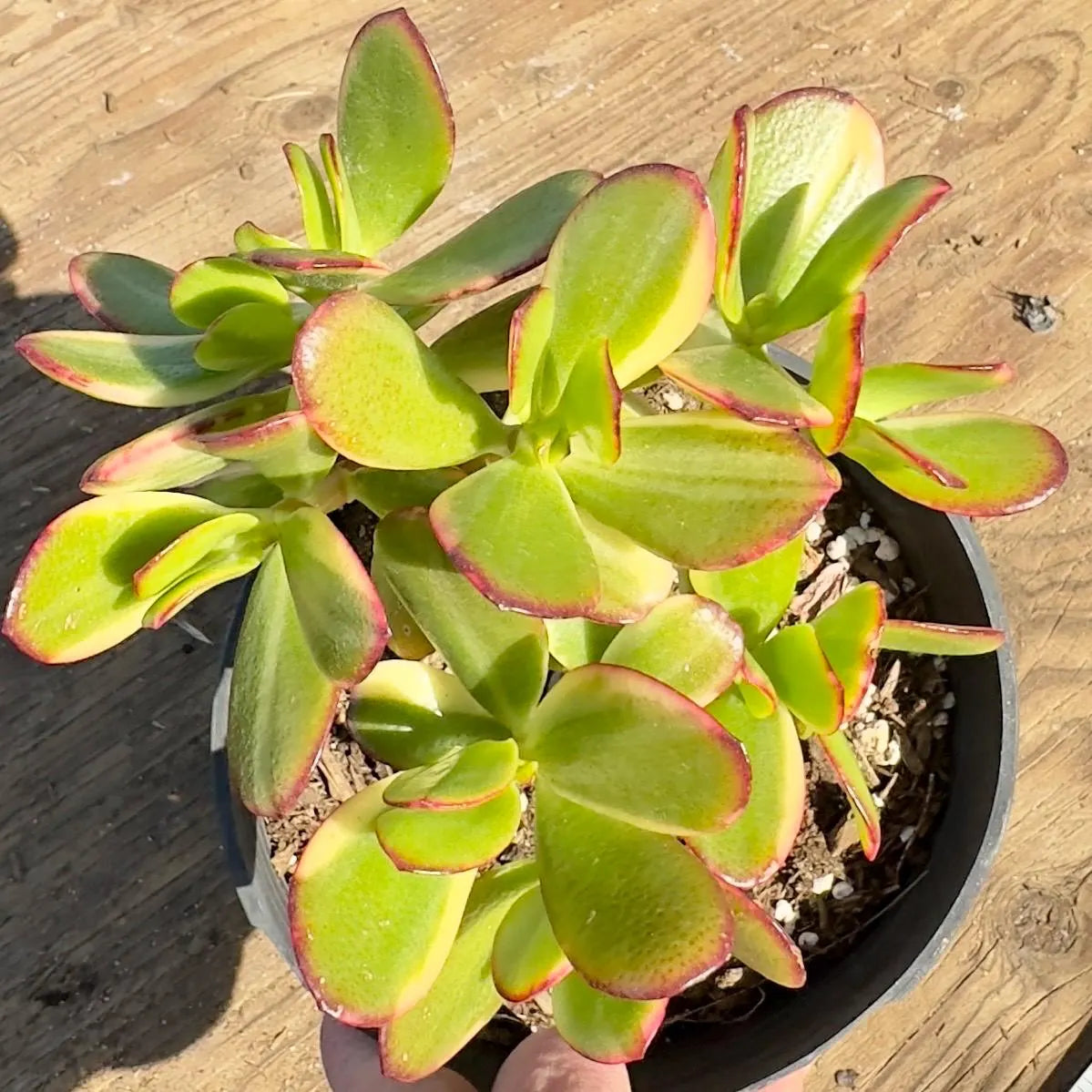 Lemon Lime Jade (PA42) | Crassula ovata 'Lemon & Lime'