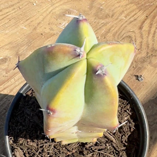 Myrtillocactus geometrizans (PA50)