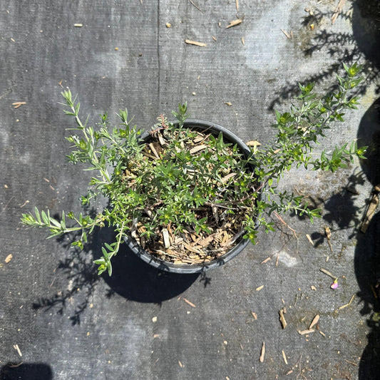 1gal Coastal Rosemary | Westringia fruticosa