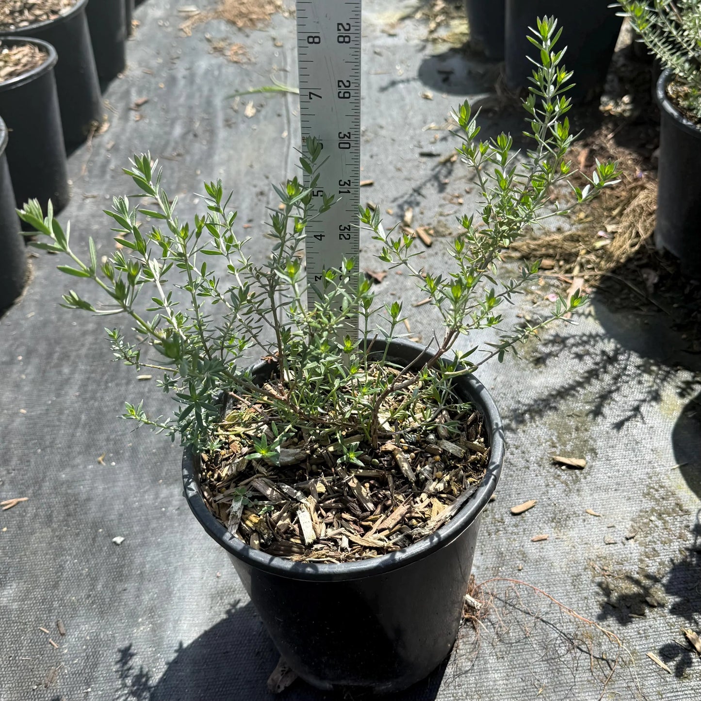 1gal Coastal Rosemary | Westringia fruticosa