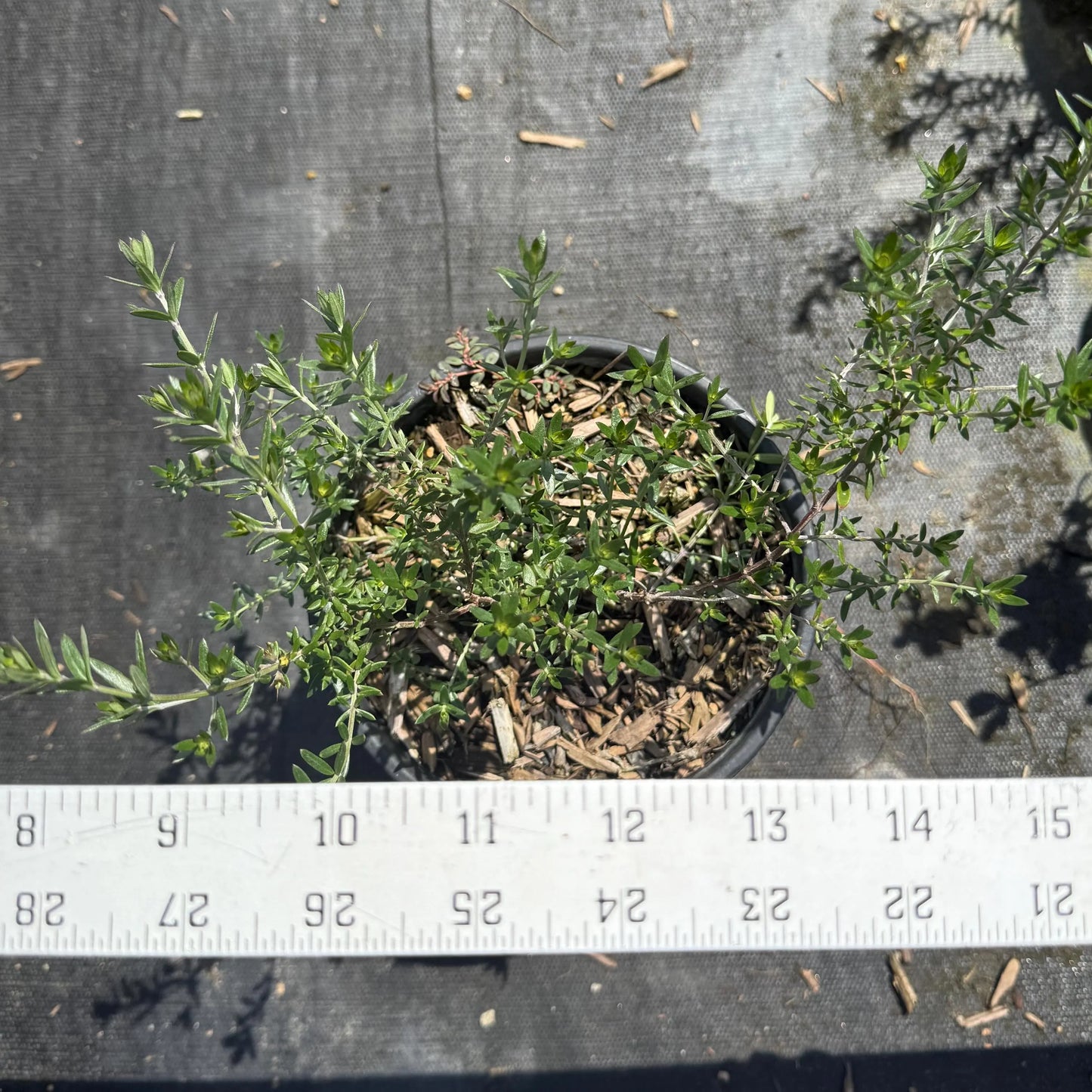 1gal Coastal Rosemary | Westringia fruticosa
