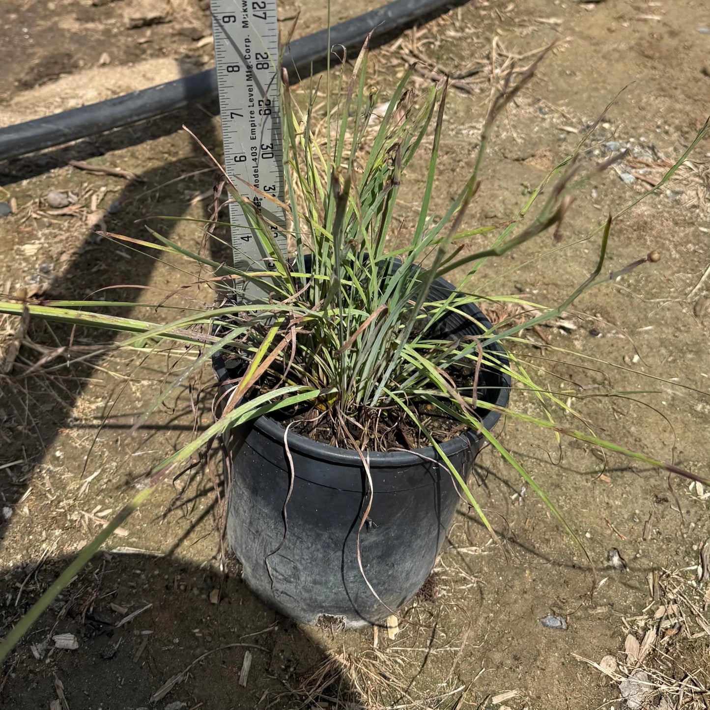 1gal Lemongrass | Cymbopogon citratus