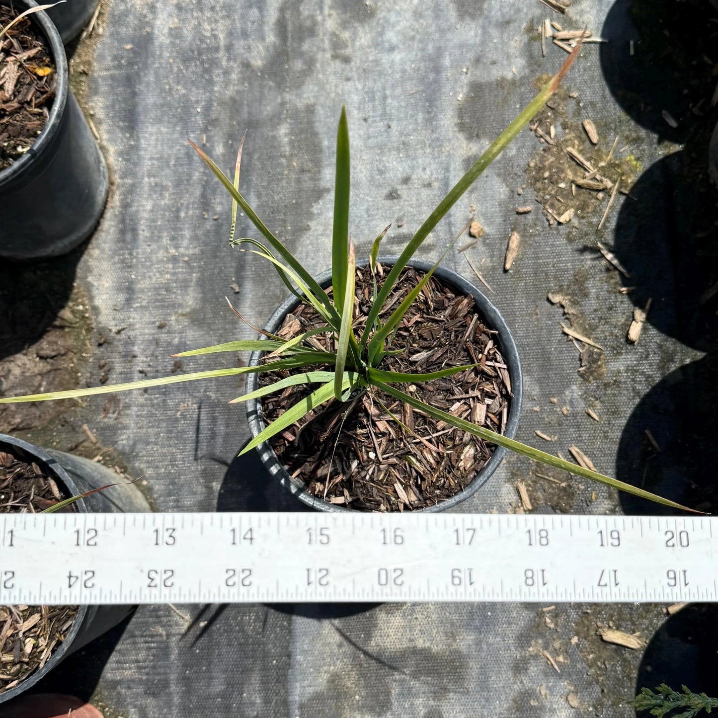 1gal Basket Grass | Spiny-head Mat-Rush | Lomandra longifolia