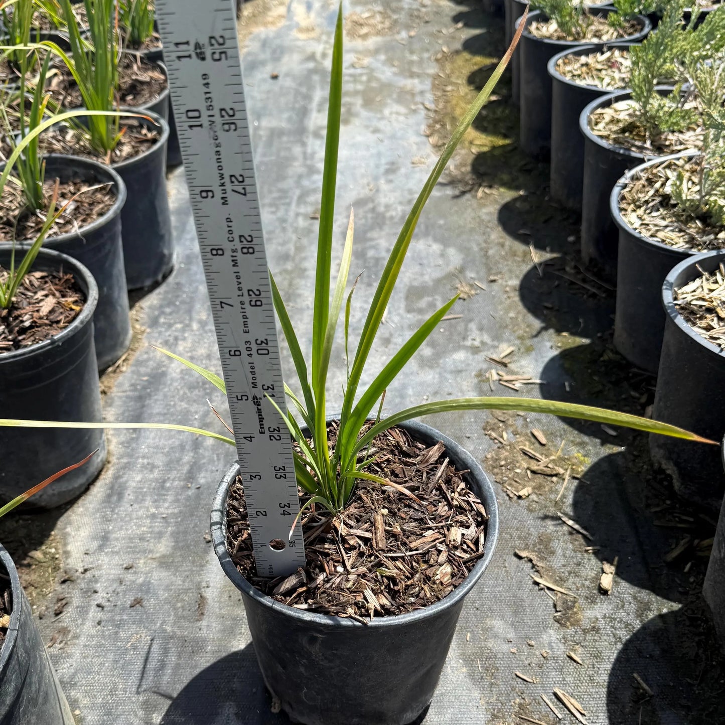 1gal Basket Grass | Spiny-head Mat-Rush | Lomandra longifolia