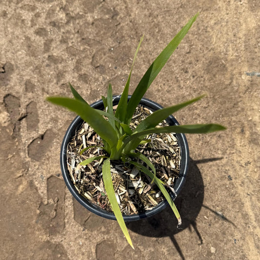 1gal Fortnight Lily | African Iris | Dietes iridioides