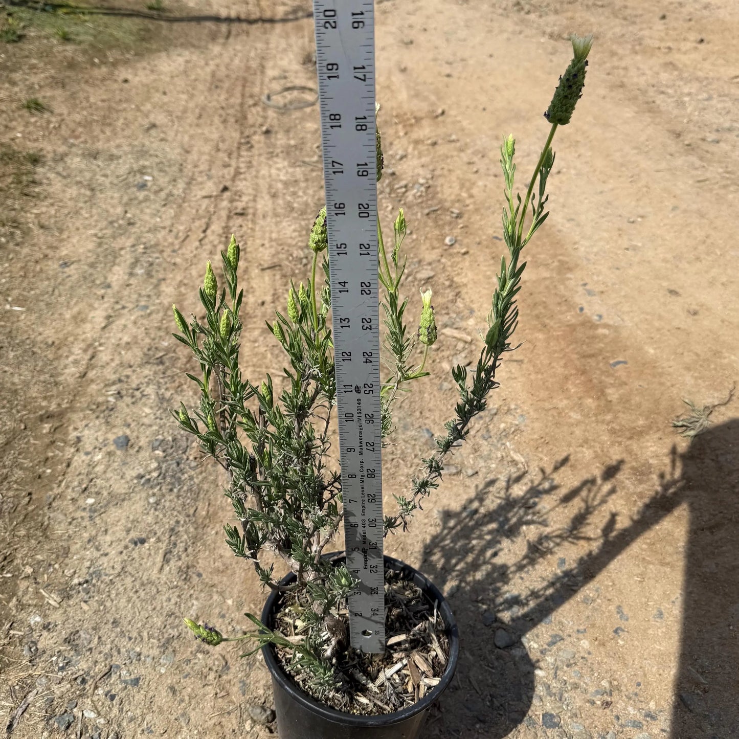 1gal Spanish Lavender | Lavandula stoechas