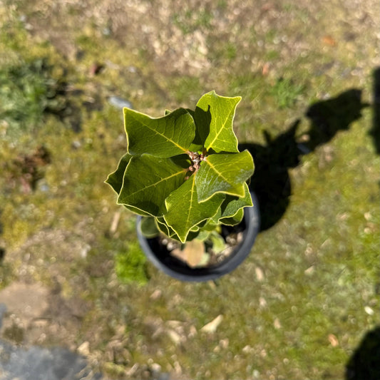 1gal Bay Laurel | Laurus nobilis saratoga