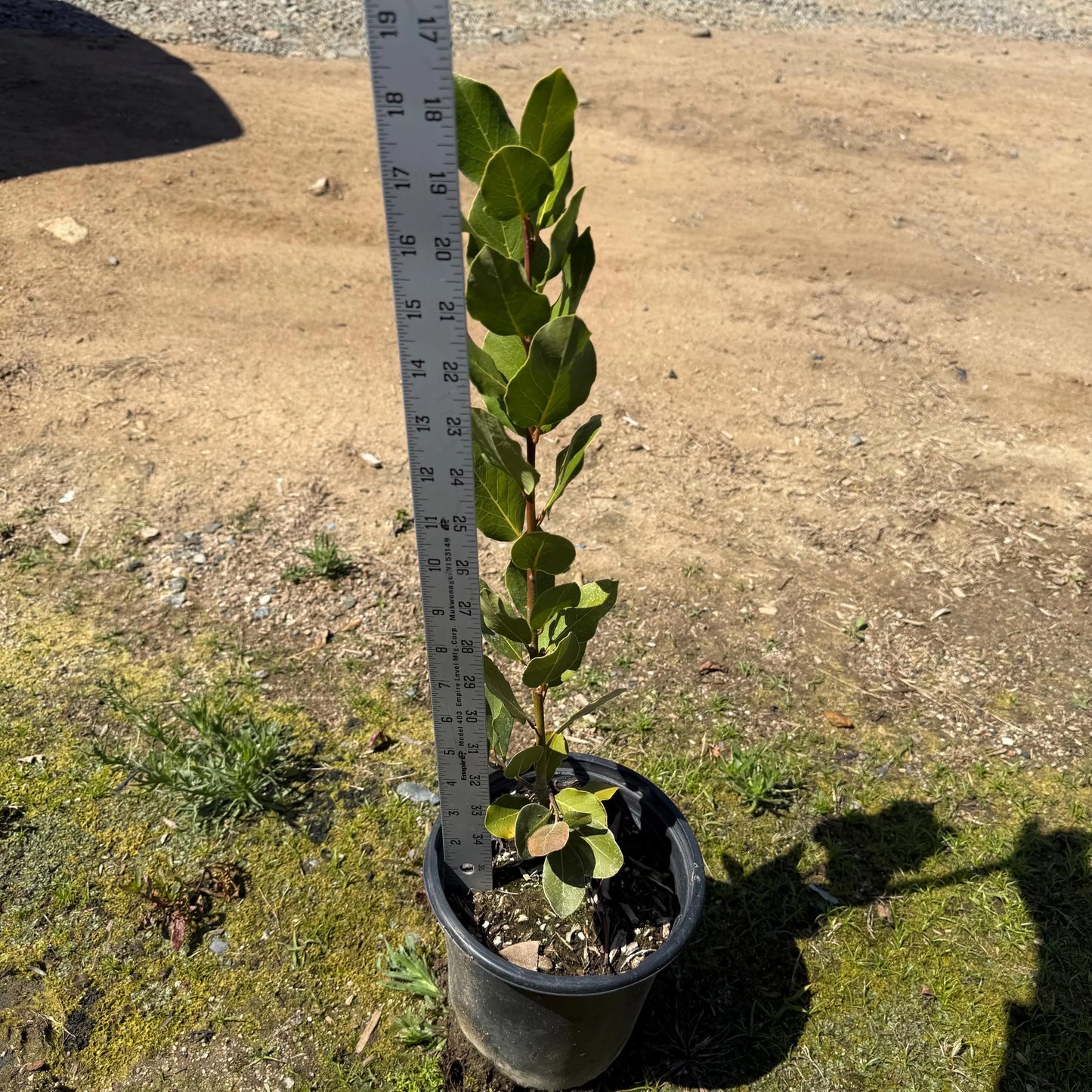 1gal Bay Laurel | Laurus nobilis