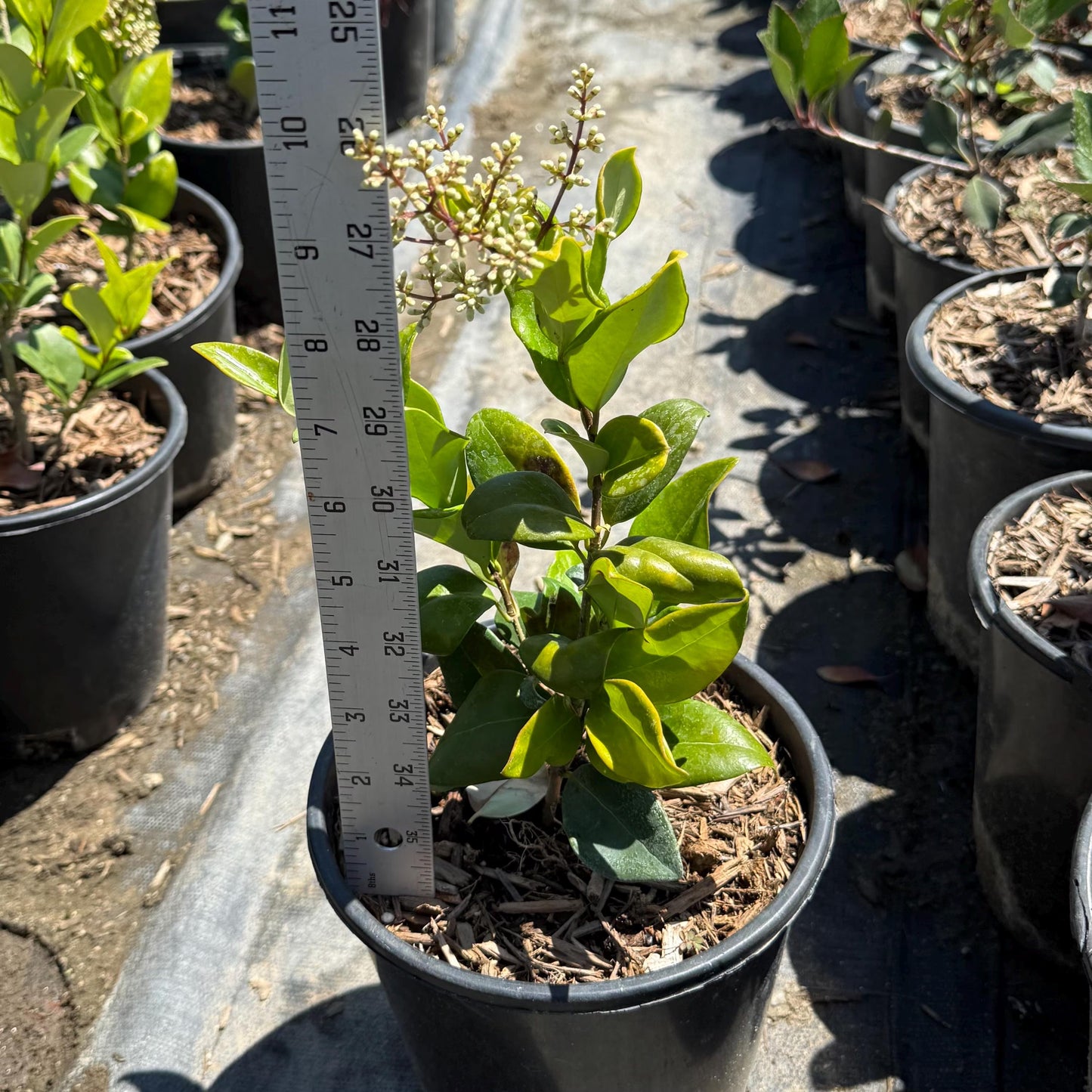 1gal Wax Leaf Privet | Ligustrum japonicum