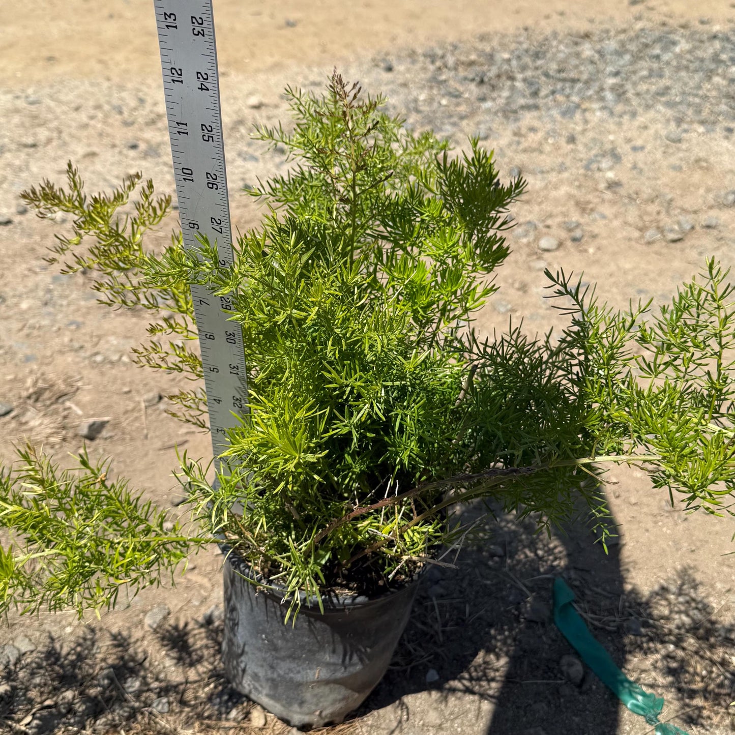 1gal Asparagus Fern | Asparagus setaceus