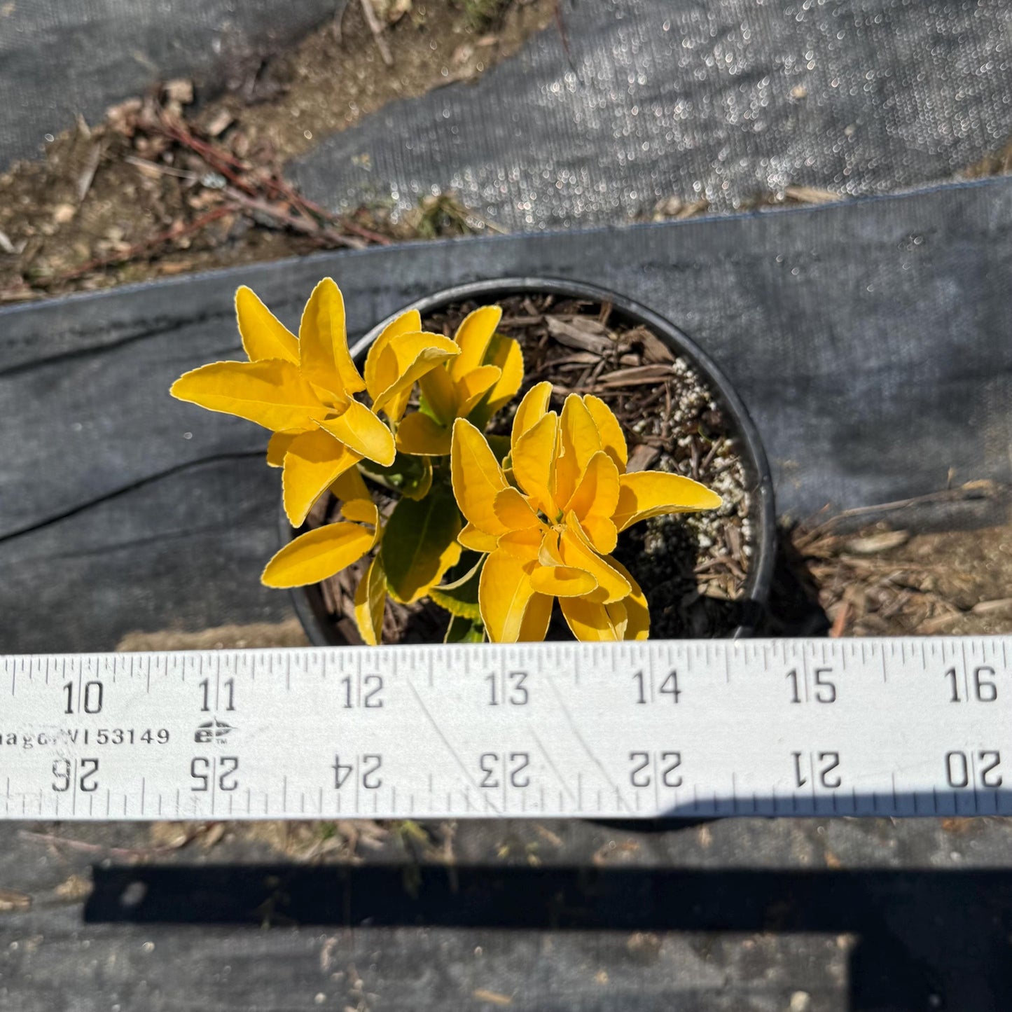 1gal Golden Euonymous | Euonymus japonicus ‘Aureo-marginatus’