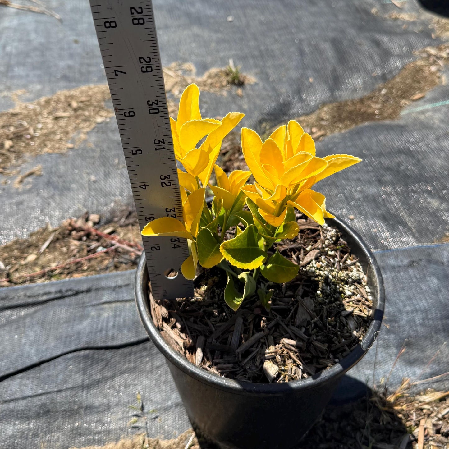 1gal Golden Euonymous | Euonymus japonicus ‘Aureo-marginatus’