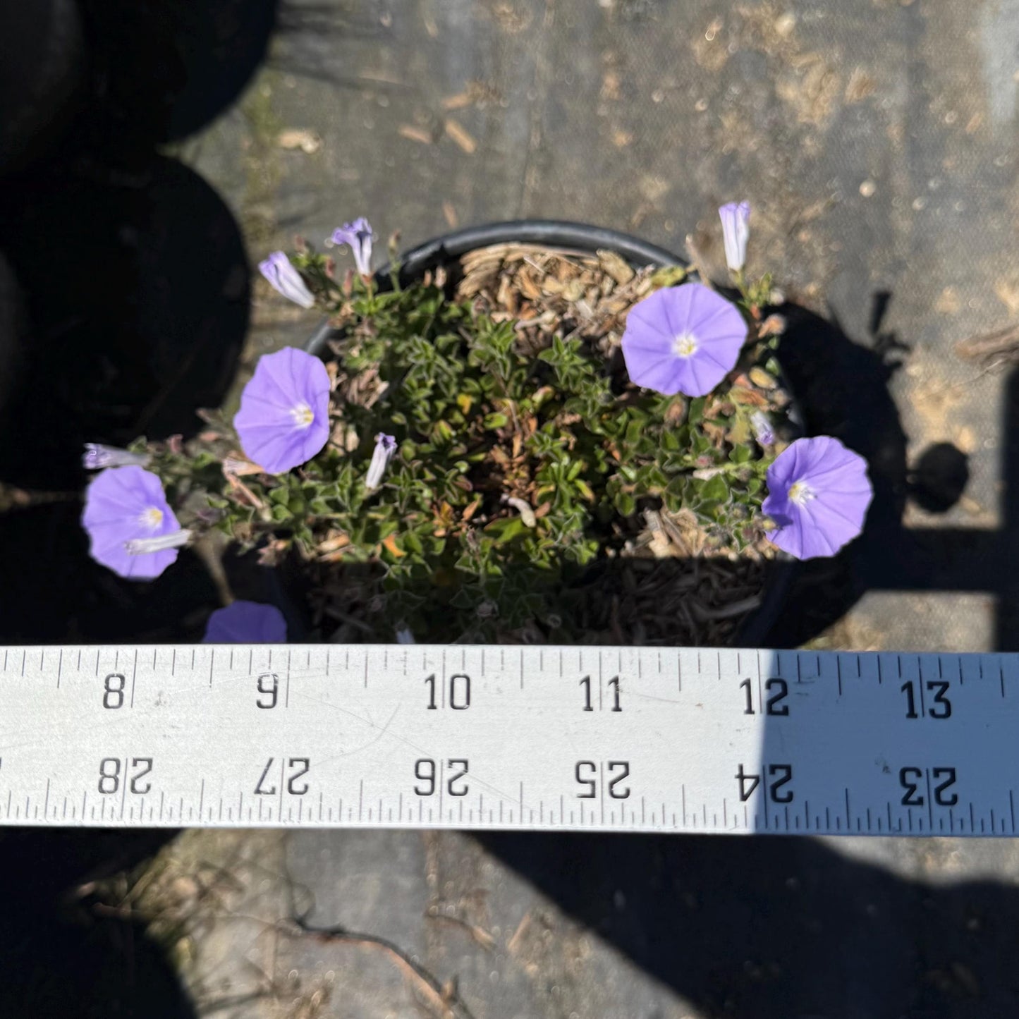 1gal Blue Rock Bindweed | Ground Morning Glory | Convolvulus sabatius