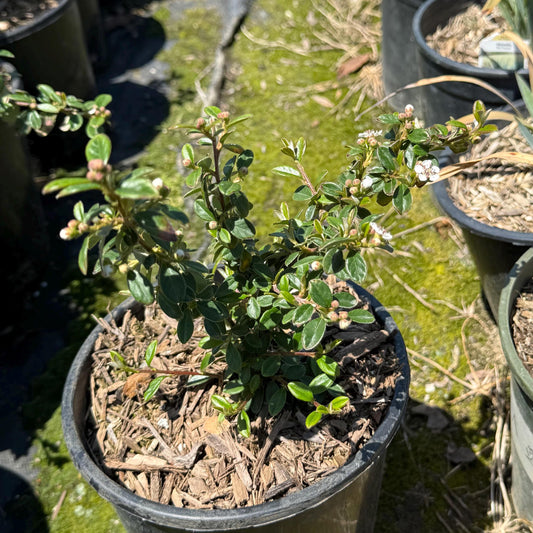 1gal Cotoneaster