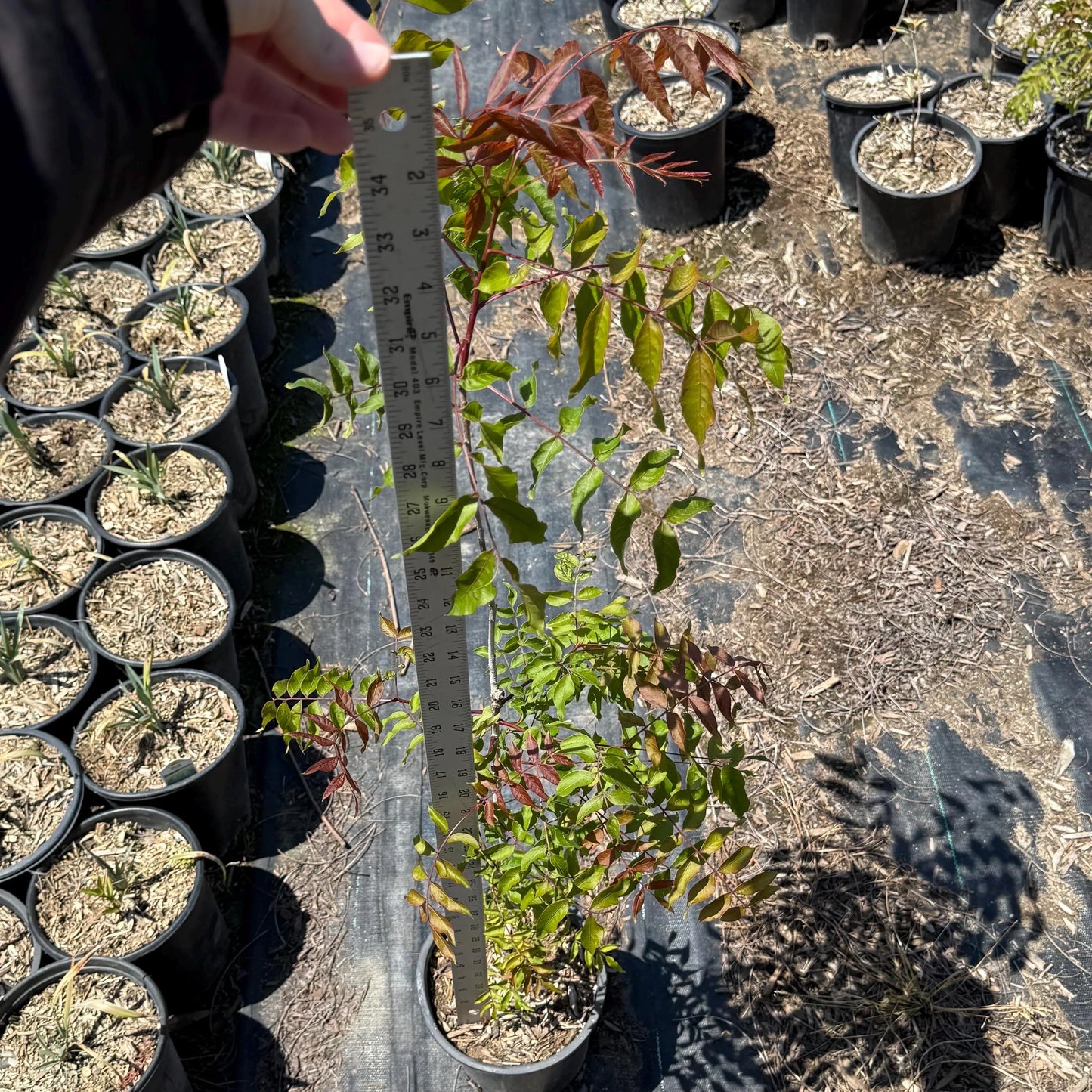 1gal Chinese Pistache | Pistacia chinensis