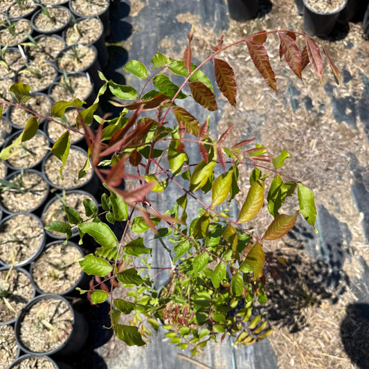 1gal Chinese Pistache | Pistacia chinensis