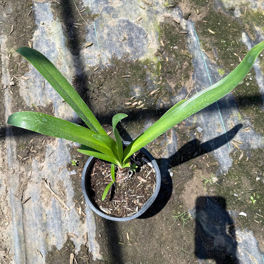 1gal Lily of the Nile | Purple Agapanthus Lily