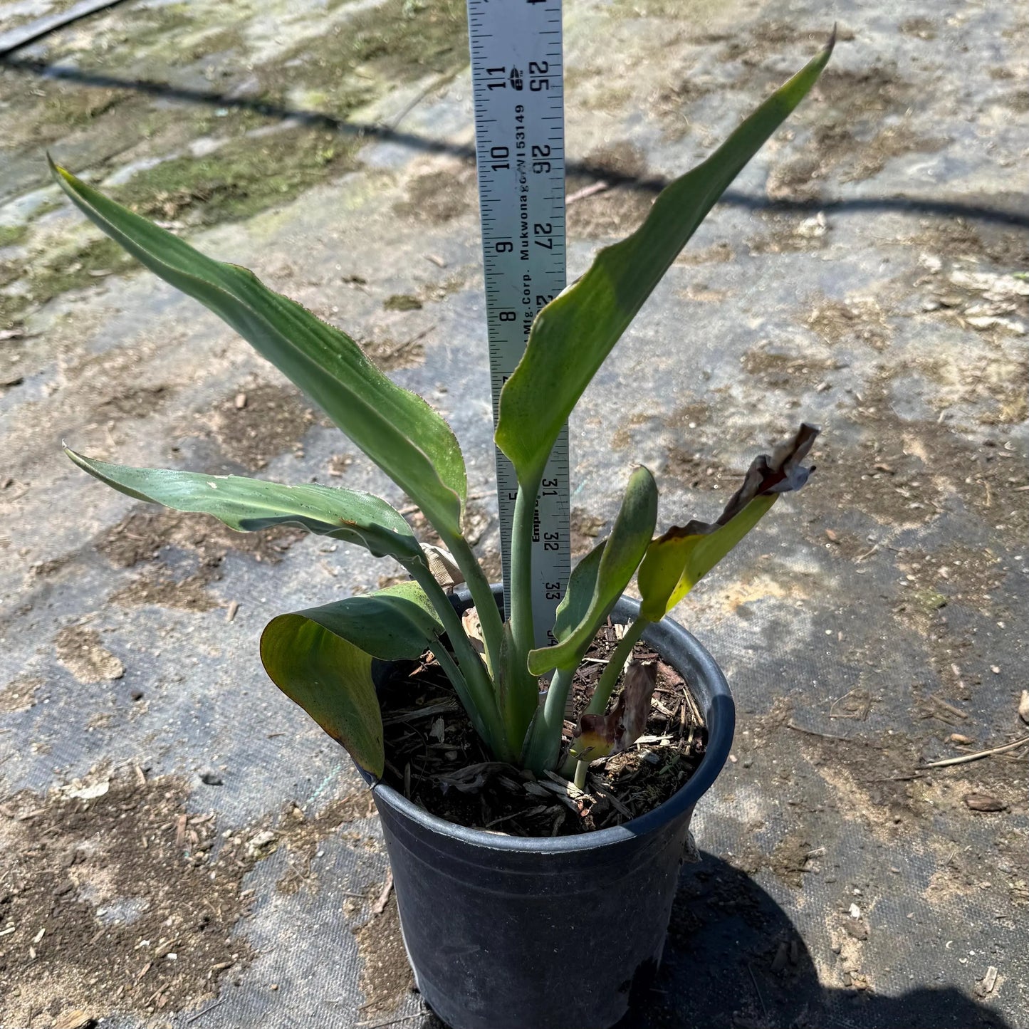 1gal Bird of Paradise | Strelitzia reginae