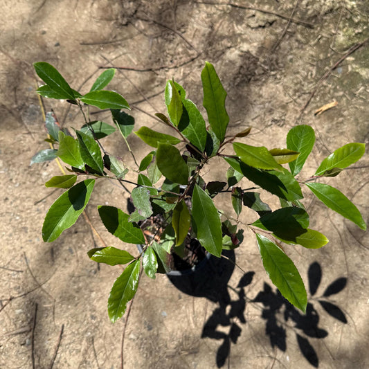 1gal Scarlet Firethorn | Pyracantha coccinea