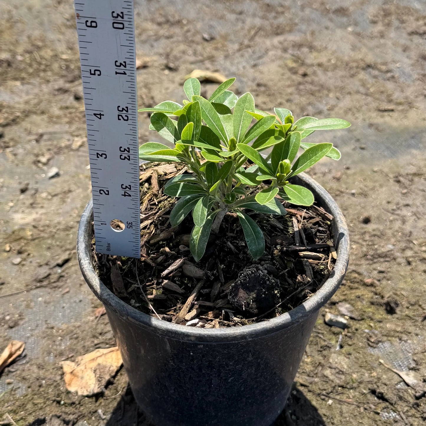 1gal Dwarf Pittosporum | Pittosporum tobira 'Wheeler's Dwarf'