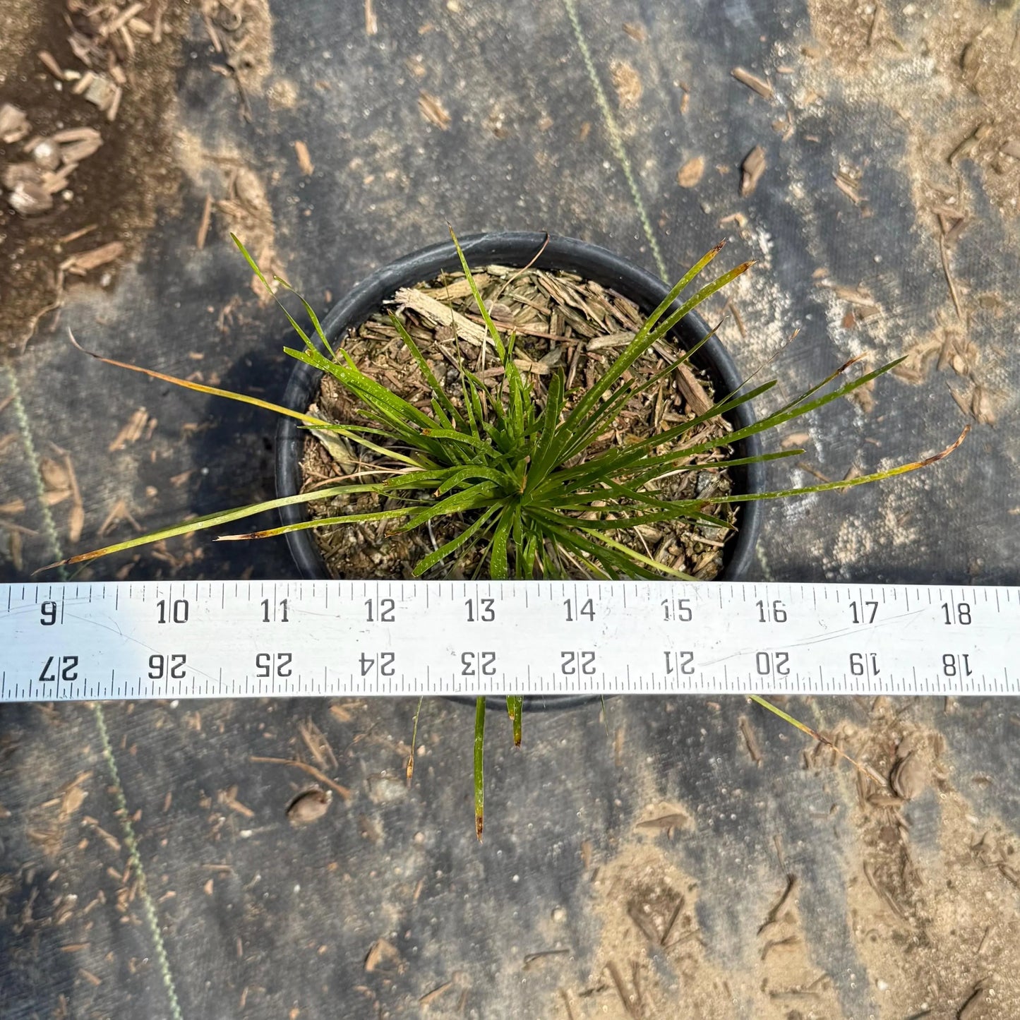 1gal Lomandra 'Shorty' | 'Shorty' Mat Rush | Lomandra confertifolia 'Shorty'