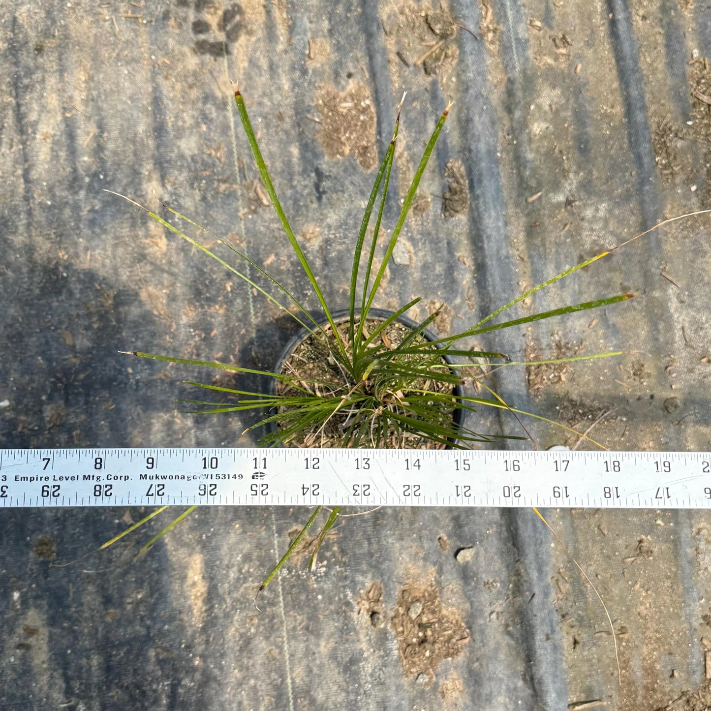 1gal Lomandra 'Breeze' | Dwarf Mat Rush | Lomandra longifolia 'LM300'
