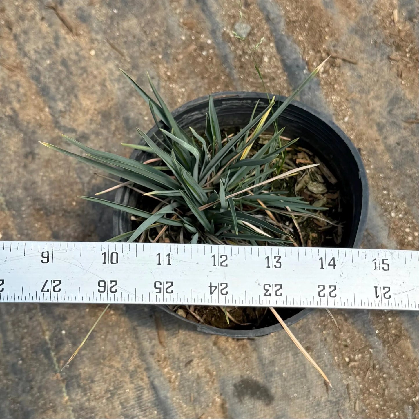1gal Blue Flax Lily | Dianella caerulea