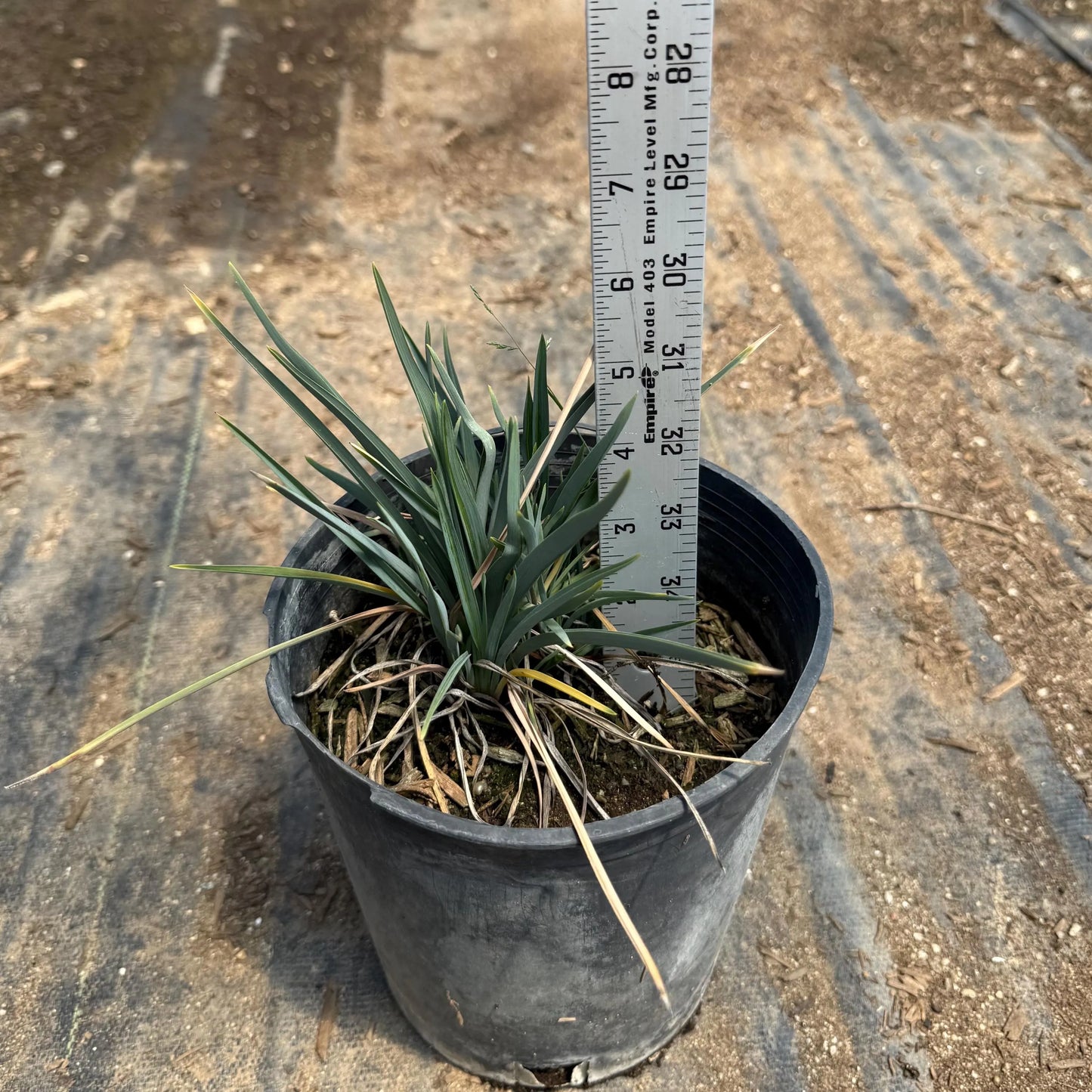 1gal Blue Flax Lily | Dianella caerulea