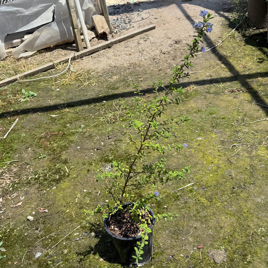 1gal Wavyleaf ceanothus | Ceanothus foliosus