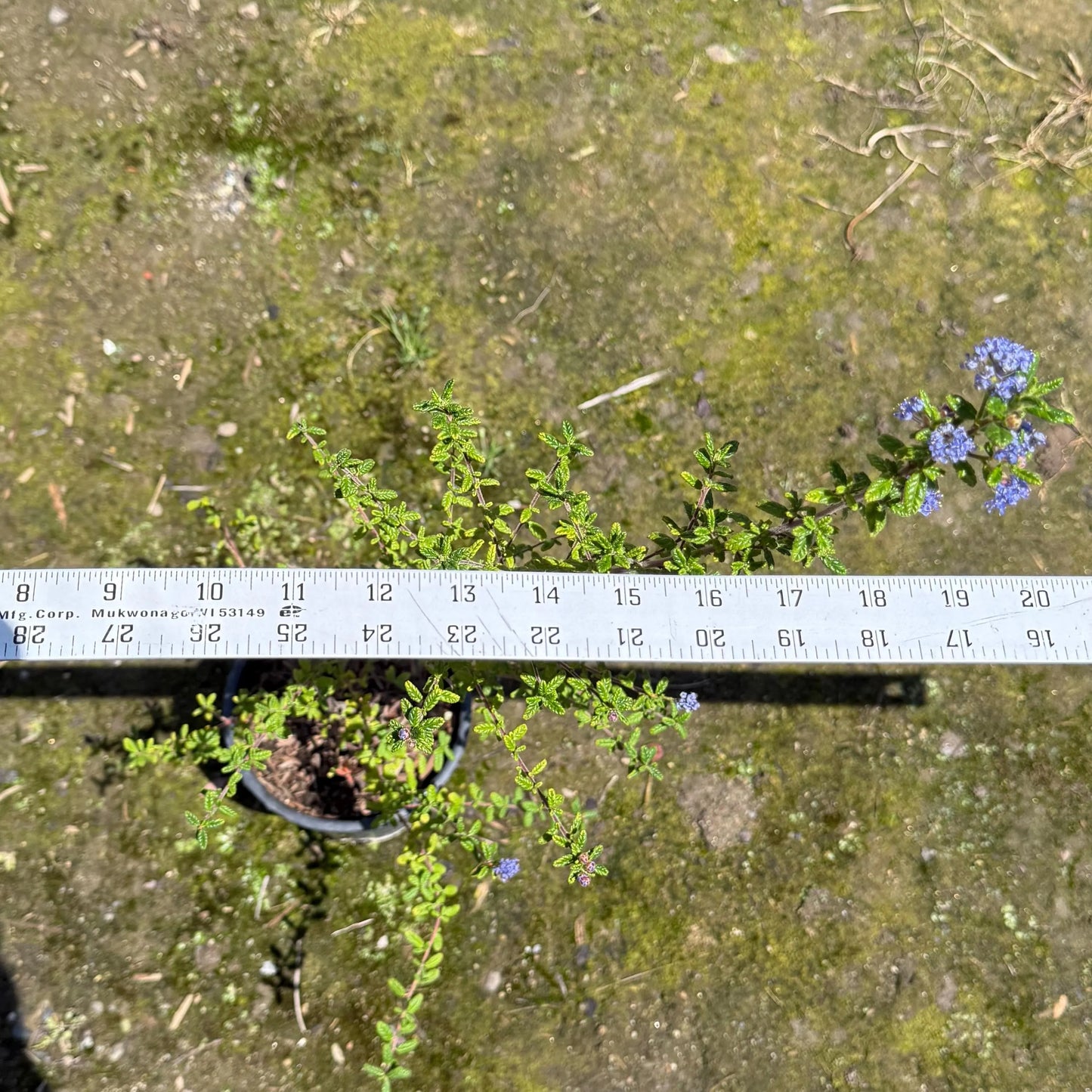 1gal Wavyleaf ceanothus | Ceanothus foliosus