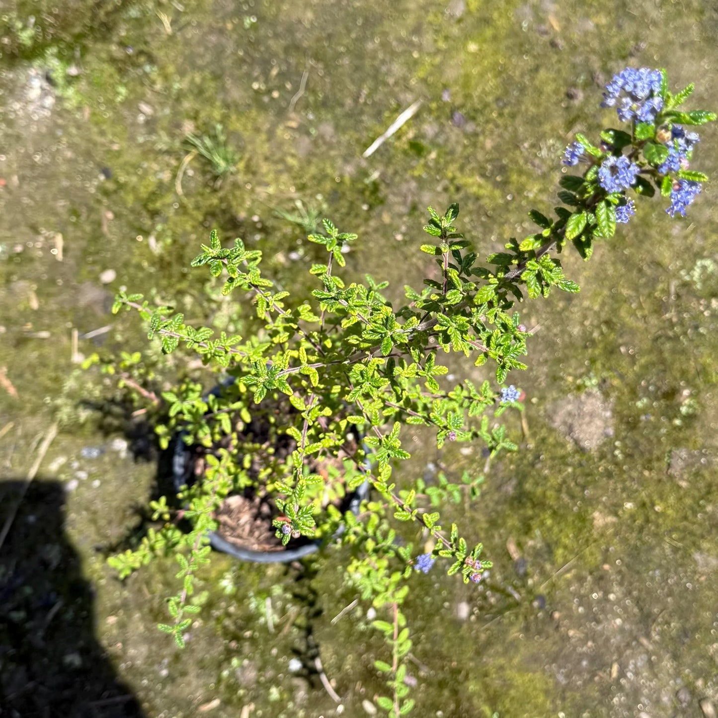 1gal Wavyleaf ceanothus | Ceanothus foliosus